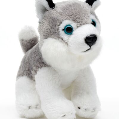 Husky Plushie, assis - 13 cm (longueur) - Mots clés : chien, animal de compagnie, peluche, peluche, peluche, peluche
