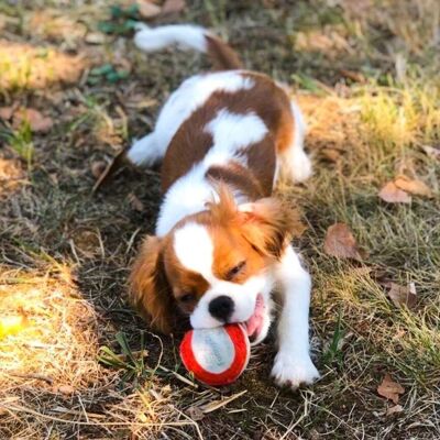 Gioco naturale per cani PALLINA IN CAMOSCIO