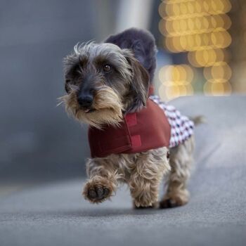 Manteau imperméable pour chien - Cocò 5