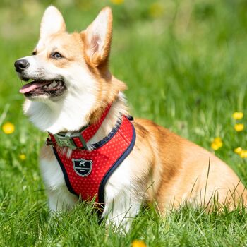 Harnais pour chien en tissu - Pois rouge et corail 2