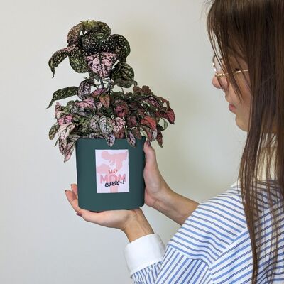 Nano Vegetable Garden Forest Green "Mother's Day" - 5 illustrations included