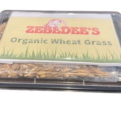Kit de pasto orgánico para gatos de Zebedee