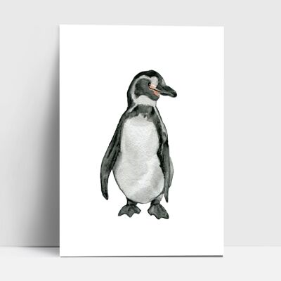 Carte postale, pingouin