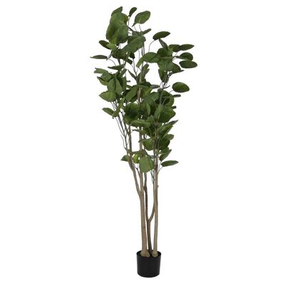 ARBOL PE CEMENTO 80X80X180 POLYSCIA BALFOURIANA JA212494