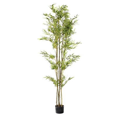 PE PIANTA 50X50X180 BAMBÙ VERDE JA189334