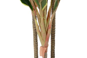 PE PLANTE 50X50X120 VERT DRACENA JA194213 4