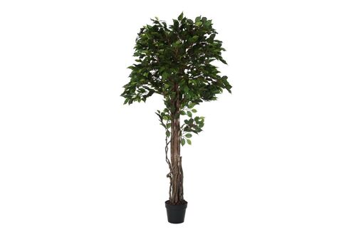 PLANTA PE 70X70X180 FICUS VERDE JA194214