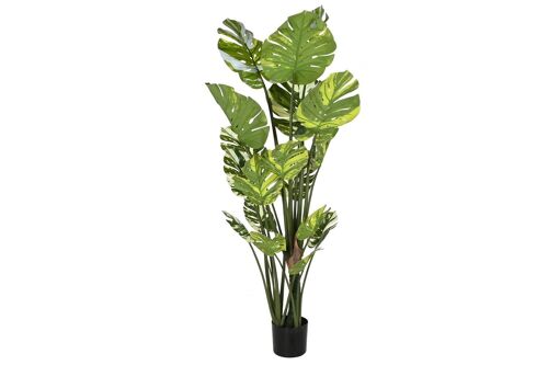 PLANTA PE CEMENTO 80X80X180 MONSTERA VERDE JA210904