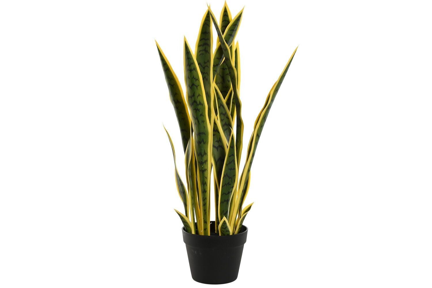 PE PP-ANLAGE 30X30X74 SANSEVIERIA VERDE JA209830