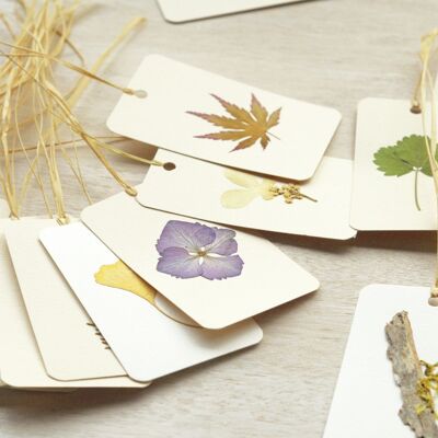 Tarjetas de plantas pequeñas (juego de 5) • herbarios reales