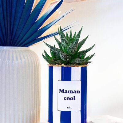 Cactus - Maman Cool