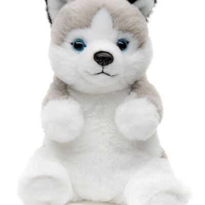 Husky seduto - Stile Kawaii - 17 cm (altezza) - Parole chiave: cane, animale domestico, peluche, peluche, animale di peluche, peluche