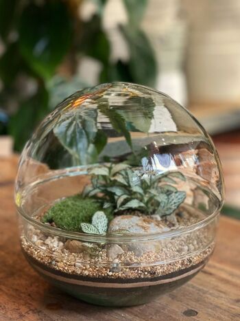 Kit de terrarium globe 19.5 cm x 19.5Cm 3