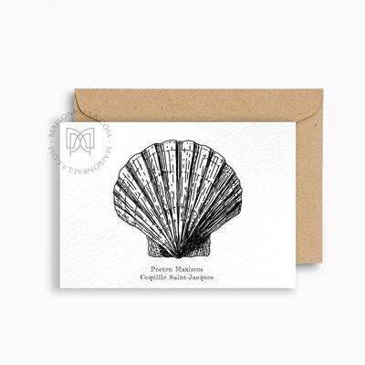 Postkarte Coquille Saint-Jacques