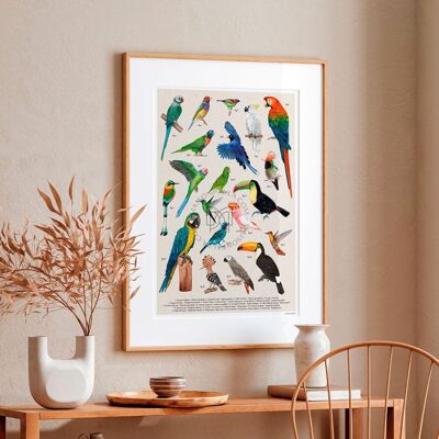 Affiche Oiseaux