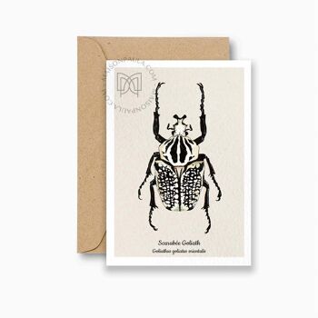 Carte postale scarabée Goliath