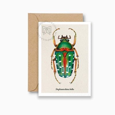 Carte postale scarabée Stephanorrhina Bella
