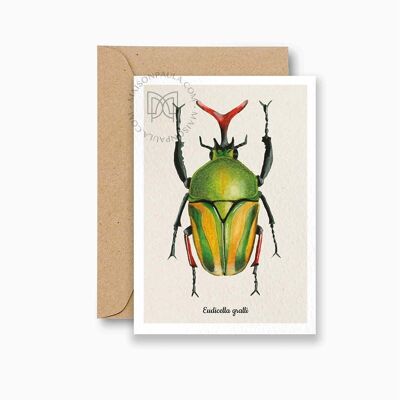 Carta postale scarabée Eudicella gralli