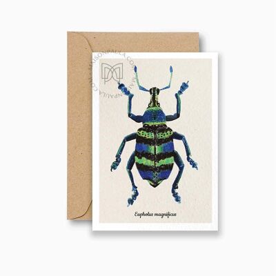 Carta postale scarabée Eupholus magnificus