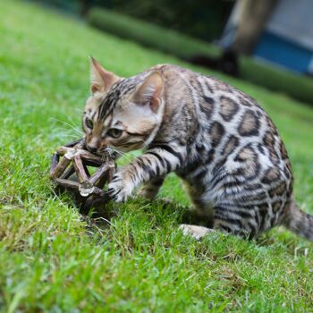 Jeu de balle à chat avec balle à herbe à chat - Euphoria 3