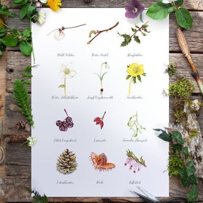 Wild herbs poster winter DIN A3
