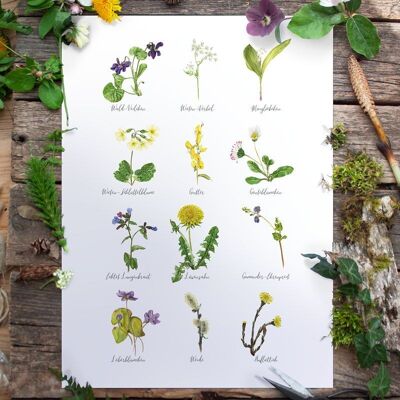 Poster herbes sauvages printemps DIN A3