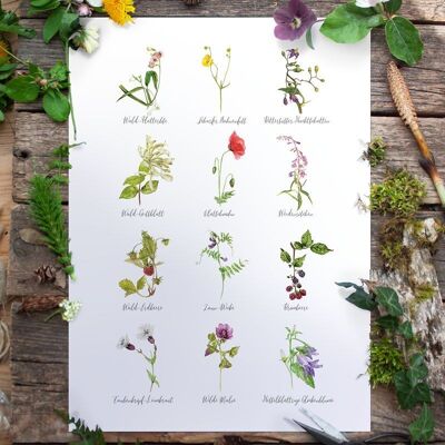 Wild herbs poster summer DIN A3