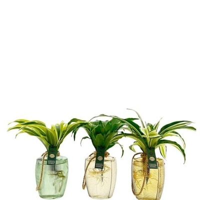 LOFE-Pflanzen – Waltz-Vasen farbig – pro Stück gemischt