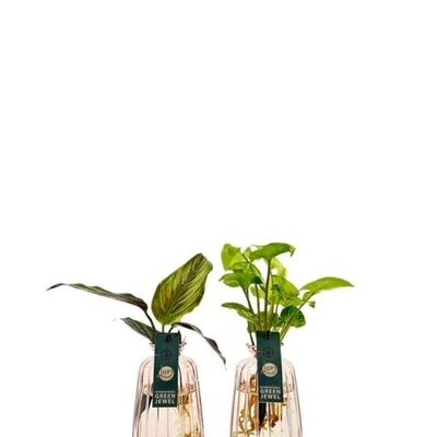 LOFE-Pflanzen – Koa-Vase farbig – pro Stück gemischt
