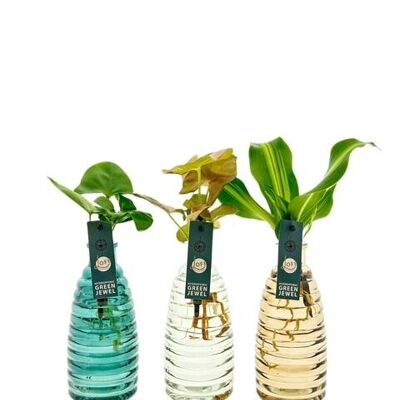 Plantas LOFE - Botellas Lina coloreadas - mezcla por pieza