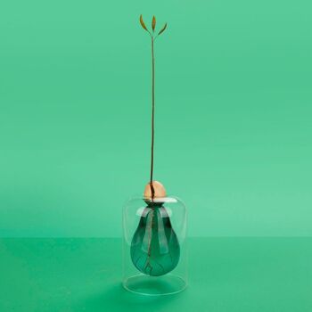 Vase de germination - Producteur de graines - Cultivateur - Samenzüchter, Vase d'avocat 2