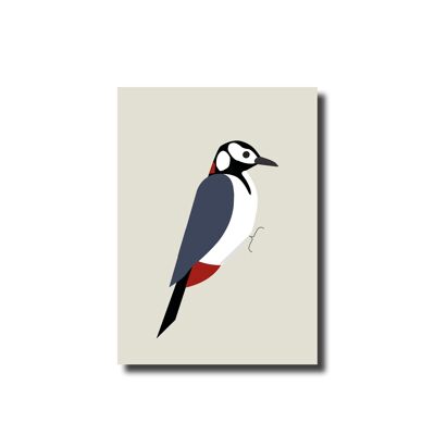 Postcard Great spotted woodpecker
