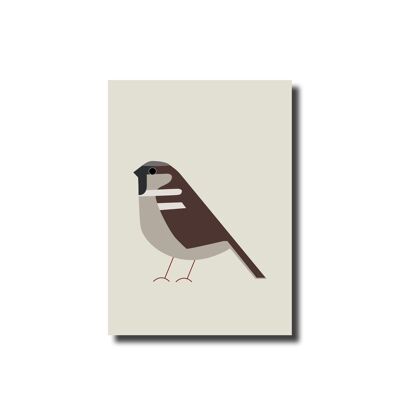 Postcard House Sparrow