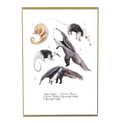 Colony of Anteaters Art Print