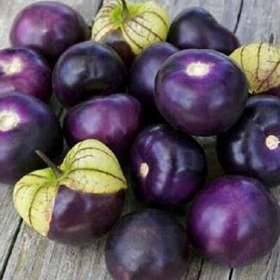 Pot Terre cuite Basalte 13cm Tomates Violettes