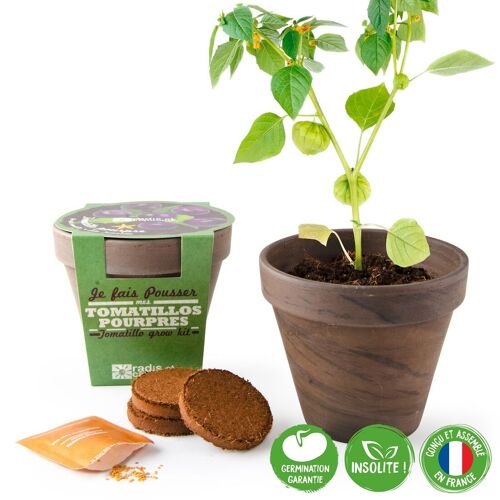 Pot Terre cuite Basalte 13cm Tomates Violettes