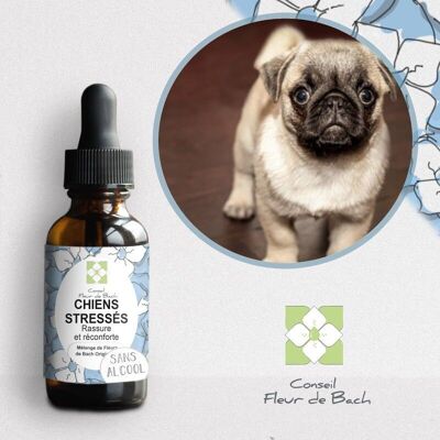 Conseil fleur de Bach® - Fleurs de Bach Chien stressé SANS ALCOOL - 30Ml