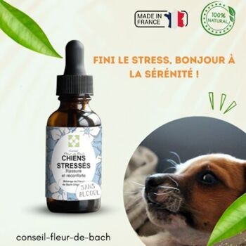 Conseil fleur de Bach® - Fleurs de Bach Chien stressé SANS ALCOOL - 30Ml 2