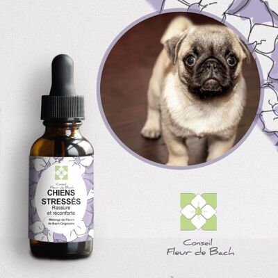 Bach®-Blütenberatung – Bachblüten für gestresste Hunde – 30 ml