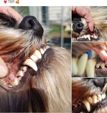TEEF VitaePlus® - Soins dentaires quotidiens sains, efficaces et simples pour chiens et chats 2