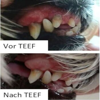 TEEF VitaePlus® - Soins dentaires quotidiens sains, efficaces et simples pour chiens et chats 5