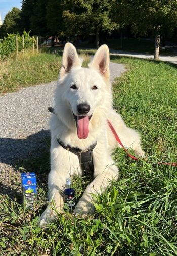 Soulmate N°1® - spray relaxant et apaisant à base de plantes médicinales traditionnelles des Alpes pour chiens, chats et chevaux 5