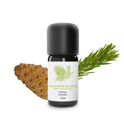 Scots Pine Essential Oil (5 ml) | Organic, Artisanal, Made In France