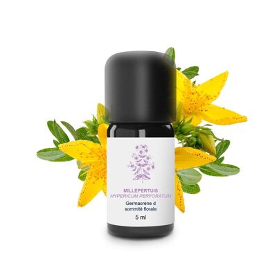 St. John's Wort Essential Oil (5 ml) | Organic, Artisanal, Made In France