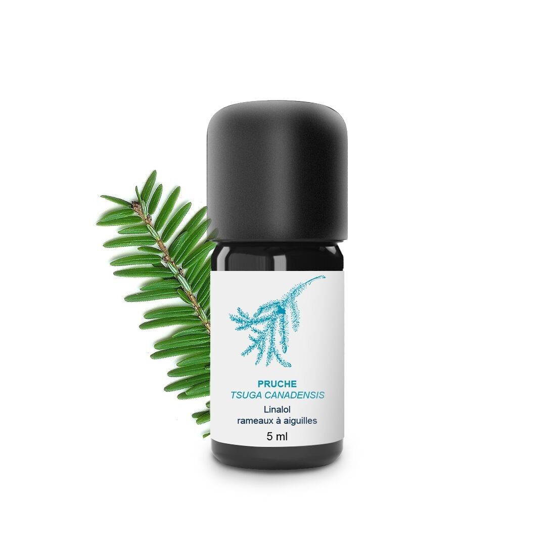 Olio essenziale di cicuta (5 ml) | Biologico, Artigianale, Made In France