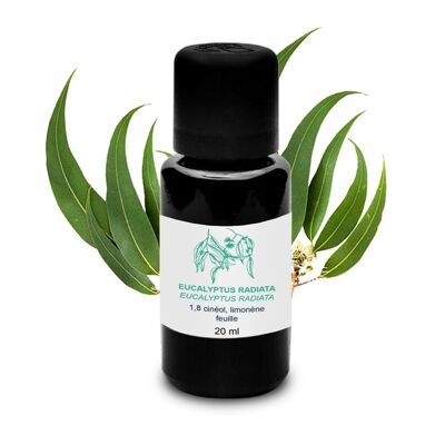 Aceite esencial de eucalipto irradiado (20 ml) | Orgánico, Artesanal, Hecho En Francia