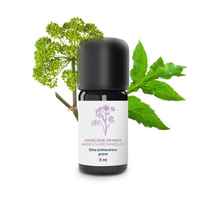 Semillas de aceite esencial de Angélica (5 ml) | Orgánico, Artesanal, Hecho En Francia