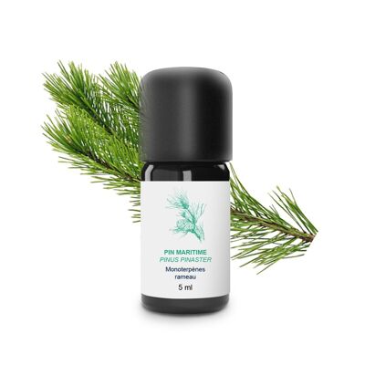 Aceite Esencial de Pino Marítimo (5 ml) | Orgánico, Artesanal, Hecho En Francia