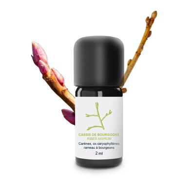 Blackcurrant Essential Oil from Burgundy (2 ml) | Organic, Artisanal, Made In France