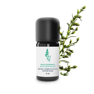 Aceite esencial de inule (5 ml) | Orgánico, Artesanal, Hecho En Francia